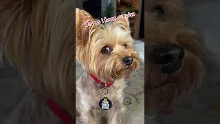 Is This Adorable #Yorkie Actually EVIL?? #baddog #sideeye