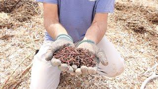 Where Did These Come From? How We're Growing Soil With Worms