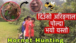 दिउॅंसो अरिङ्गाल पोल्दा भयो यस्तो हाल | Hornet Hunting | Namaste Syangja Tv