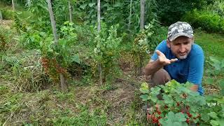 Coacaz si agris rodind in primul an de plantare