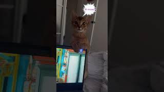 Луна самая красивая ️ #кошка #малышка