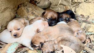 Wow! A dog  led us through the forest and found newborn puppies. 