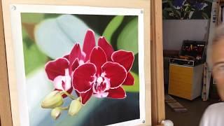 Red Phalaenopsis in four minutes