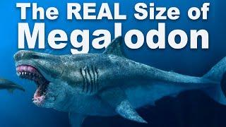 How Big Was Megalodon Really?