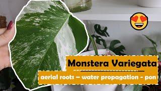 Monstera Variegata | Aerial Roots - Water Propagation - Pon  Plantkins