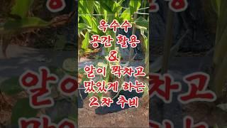 옥수수 2차 추비와 아래 공간 활용 방법 #옥수수 #농사 #추비 #액비