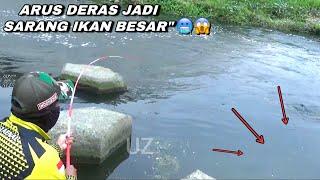 Mimpi apa semalam mancing ikan mas di sungai liar dapat sebesar ini