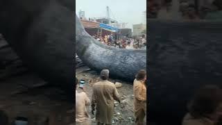 Whale Fish in Karachi Fishries in pakistan