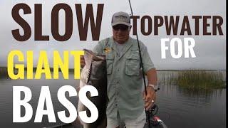 Slow topwater for giant Okeechobee Bass