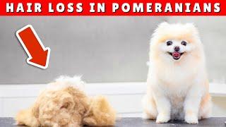 Why is My Pomeranian LOSING HAIR?  And What Causes It?