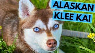 Alaskan Klee Kai - TOP 10 Interesting Facts