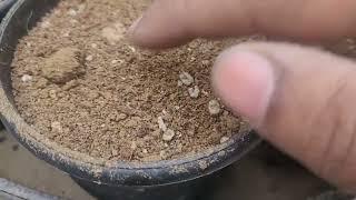 How to Grow Fresh & Crispy Lettuce at Home | Easy Gardening Tips