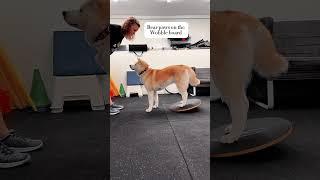 Some effective exercises for your #dogfitness