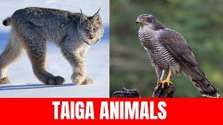 Taiga Animals With Sounds and Names for Babies & Toddlers