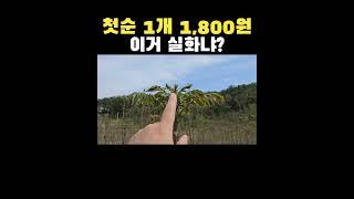 1년만에  묘목값 뽑는 이유 #참죽나무