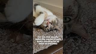 How to be besties with your cat. audio: chipthemanx  #shorts #catfacts #besties #cats #cute