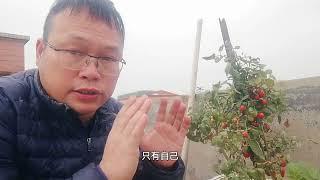 “澳大利亚”花友推荐！“果皮菜渣”如何7天变成营养土