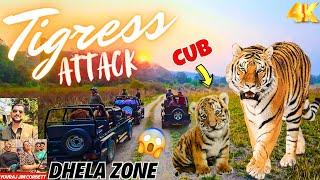 TIGRESS ATTACKED US AND PROTECTED HER CUB IN DHELA ZONE SAFARI  GUEST WAS SCARED 🫣