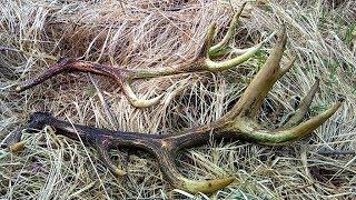 Red Deer antlers