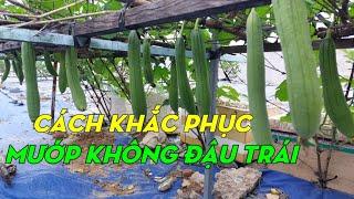 Cách ngắt đọt mướp cho nhiều trái | Phan Đức #185