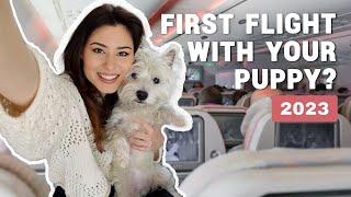 How To Fly With Your Dog In The Cabin In 2025 | Our experience bringing our Westie puppy on a plane