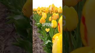 Spring is here Plan your trip to Netherlands now! Leave a comment if you want travel tips.