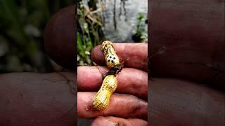 I found a treasure in a scary swamp #metaldetecting #metaldetector #treasure