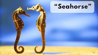 Seahorse fun facts for kids | Educational video for kids | Cosmos Therapy