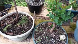 welcome to bizzy bonsai this is my first video