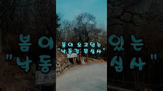 낙동강무심사에 봄이...