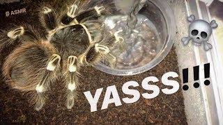 WATERING my TARANTULAS "(Part 7)" !!!