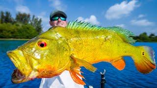 INVASIVE Fish Cannot be Stopped... Catch Clean Cook! Giant Peacock Bass