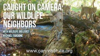 Caught on Camera: Our Wildlife Neighbors