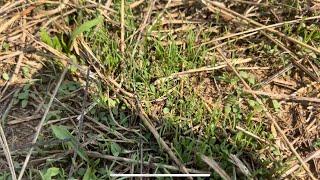 How to decrease plant spacing and increase sward density with cattle, total grazing followed by REST