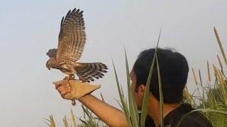 Quail hunting with shikra - little banded goshawk - Wildlife today