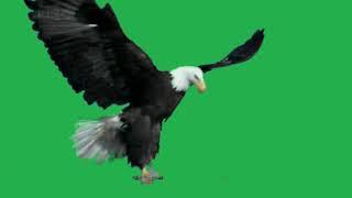 Eagle slow motion grabbing from things from the water green screen effect