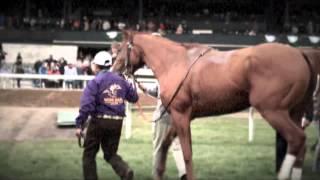 Wise Dan: The Most Interesting Horse in the World, No. 5