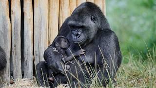 Adorable Baby Gorilla Born at La Palmyre Zoo!