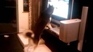 Ichirou watching TV - tiger