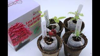 Grow Your Own Bonsai Tree From Seeds - Grow Buddha Starter Kit