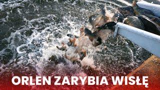 ORLEN zarybia Wisłę