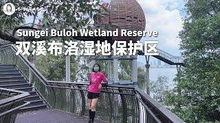 Exploring Singapore Sungei Buloh Wetland Reserve | Watch Out for Crocodiles!!!【ENG SUB】