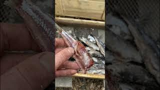 Сухой посол рыбы. Что получилось