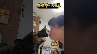 뽀뽀쟁이 해루 #해루냥이집사 #고양이 #cat #뽀뽀 #뽀뽀쟁이해루