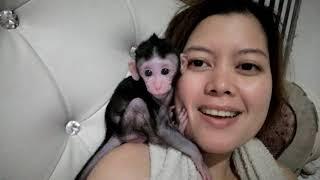 Baby monkey sasha loves to smile for the camera 