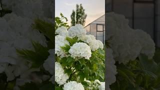 Калина Бульденеж. Boule de Neige Roseum