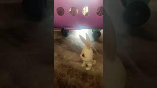 Ms.rabbit peppa pig #edit #toy #cute #toyanimal #bunny #unicorngirl #funny