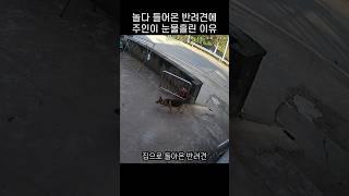 "갑자기 왜그래ㅠㅠ.." 나갔다 들어온 댕댕이에 주인이 눈물흘린 까닭