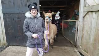 The Alpaca Trekking Center | Stirling | Scotland