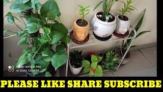 Shorts#Gardening with geet kumar#Gardening with geet kumar English
